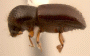 Ambrosiophilus mogia side