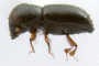 Ambrosiophilus mogia side