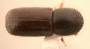 Ambrosiophilus mogia top