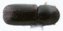 Ambrosiophilus mogia top