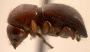 Beaverium rugipunctus holotype