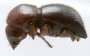Beaverium rugipunctus holotype side