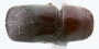 Beaverium rugipunctus holotype top