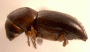 Euwallacea andreae