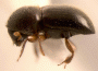 Xylosandrus rotundicollis
