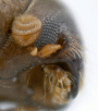 Arixyleborus simplicaudus antenna