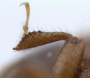 Arixyleborus simplicaudus protibia