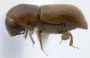 Arixyleborus simplicaudus side