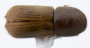 Arixyleborus simplicaudus top