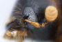 Diuncus niger antenna
