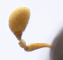 Diuncus niger antenna rear