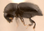 Diuncus niger side