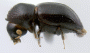 Diuncus niger side