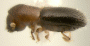 Xyleborinus perpusillus