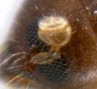 Xyleborinus perpusillus antenna