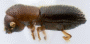 Xyleborinus perpusillus side