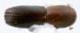 Xyleborinus perpusillus top