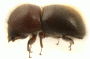 Coptodryas pubifer 