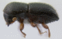 Ambrosiophilus restrictus PNG specimen