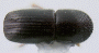 Ambrosiophilus restrictus PNG specimen top