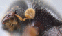 Ambrosiophilus restrictus antenna