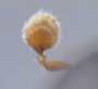 Ambrosiophilus restrictus antenna rear