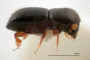 Ambrosiophilus restrictus junior synonym Xyleborus australis side