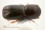 Ambrosiophilus restrictus junior synonym Xyleborus australis top