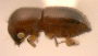 Ambrosiophilus restrictus small specimen from PNG
