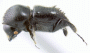 Eccoptopterus limbus PNG Chimbu province side
