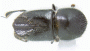 Eccoptopterus limbus PNG Chimbu province top