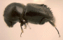 Eccoptopterus limbus specimen from Chimbu province PNG