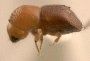 Diuncus haberkorni