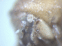 Diuncus haberkorni junior synonym Xyleborus approximatus antenna