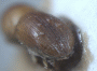 Diuncus haberkorni junior synonym Xyleborus approximatus declivity 1