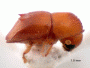 Diuncus haberkorni junior synonym Xyleborus approximatus side