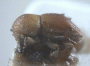 Diuncus haberkorni junior synonym Xyleborus approximatus side2