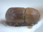 Diuncus haberkorni junior synonym Xyleborus approximatus top