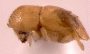 Diuncus quadrispinosulus PNG