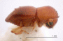 Diuncus quadrispinosulus PNG 2