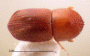 Diuncus quadrispinosulus PNG top