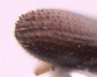 Xyleborinus exiguus declivity