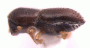 Xyleborinus exiguus side2