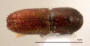 Xyleborinus exiguus top