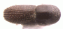 Xyleborinus exiguus top2