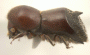 Schedlia sumatrana