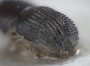 Arixyleborus scabripennis junior synonym Arixyleborus guttifer declivity