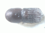 Arixyleborus scabripennis junior synonym Arixyleborus guttifer top