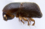 Arixyleborus scabripennis side