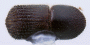 Arixyleborus scabripennis top